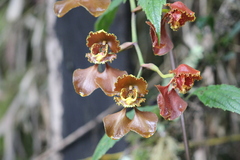 Cyrtochilum annulare