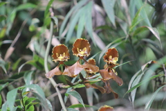Cyrtochilum annulare