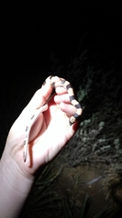 Phyllorhynchus browni