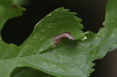 Phyllonorycter mespilella