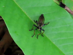 Zosteria nigrifemorata