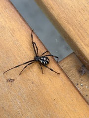 Latrodectus hesperus