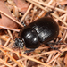 Baly's Earth-boring Beetle - Photo (c) Tom Murray, some rights reserved (CC BY-NC), uploaded by Tom Murray