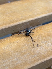 Latrodectus hesperus