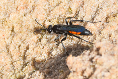 Anoplius americanus
