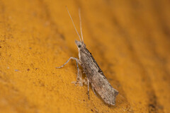 Ypsolopha horridella