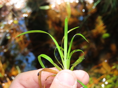 Juncus repens