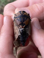 Neotibicen lyricen
