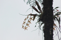 Oncidium luteopurpureum