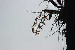 Oncidium luteopurpureum