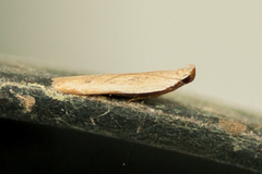 Mesophleps adustipennis