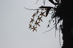 Oncidium luteopurpureum