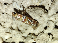 Acrobasis porphyrella