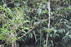 Poecilotriccus ruficeps