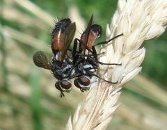Cylindromyia auriceps