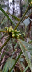 Ronabea latifolia