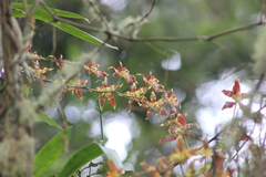 Oncidium luteopurpureum