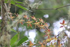 Oncidium luteopurpureum