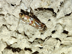 Acrobasis porphyrella