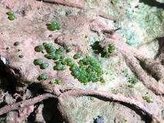 Botrydium