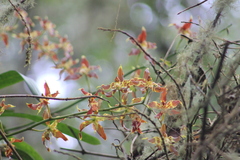 Oncidium luteopurpureum