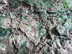 Botrydium