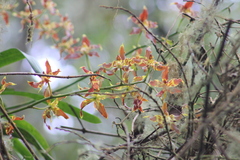 Oncidium luteopurpureum