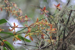 Oncidium luteopurpureum