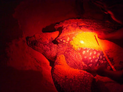 Dermochelys coriacea