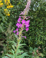 Chamaenerion angustifolium