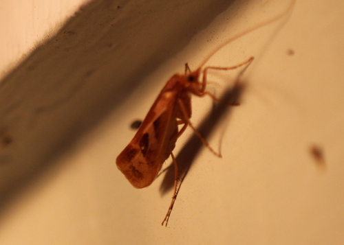 Diamond Northern Caddisfly photo 3