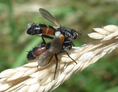Cylindromyia auriceps
