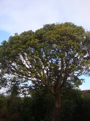 Pseudopanax chathamicus
