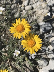 Erigeron aureus