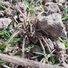 Schizocosa malitiosa