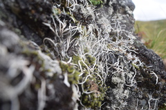 Thamnolia vermicularis