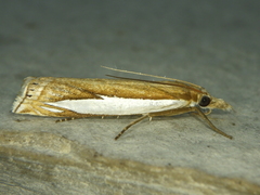 Crambus watsonellus