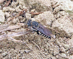 Allocoelioxys