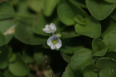 Veronica serpyllifolia serpyllifolia