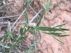 Asphondylia atriplicis