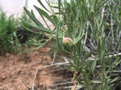 Asphondylia atriplicis