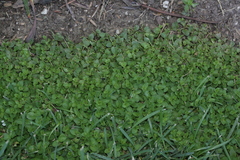 Veronica serpyllifolia serpyllifolia