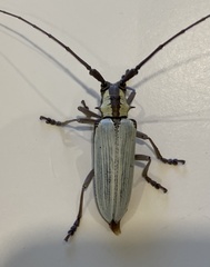 Deliathis imperatrix