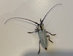 Deliathis imperatrix