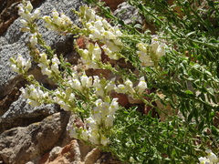 Antirrhinum graniticum