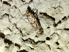 Acrobasis porphyrella