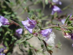 Chaenorhinum origanifolium
