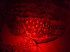 Dermochelys coriacea