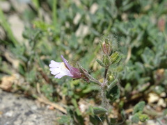 Chaenorhinum origanifolium