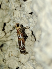 Acrobasis porphyrella